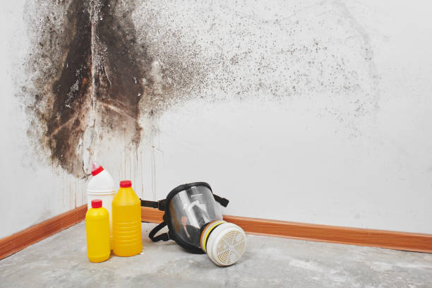 Best Local Mold Removal Service  in Bristol, TN