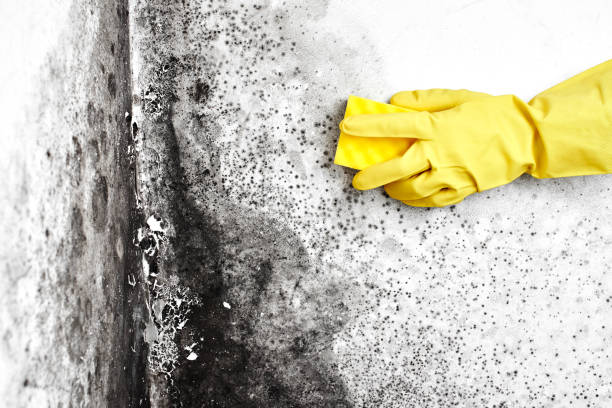 Mold Removal and Inspection in Bristol, TN