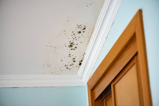 Best Commercial Mold Removal  in Bristol, TN