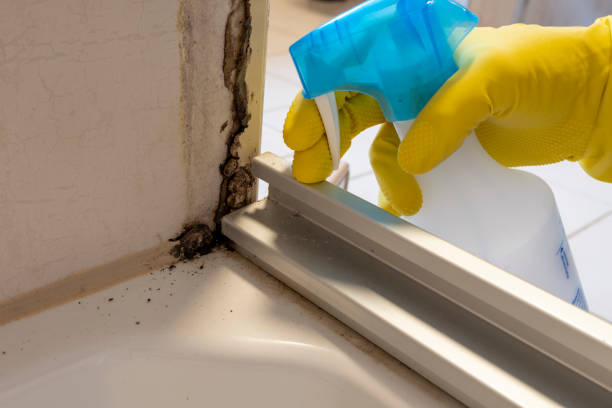 Best Mold Removal Company Near Me  in Bristol, TN