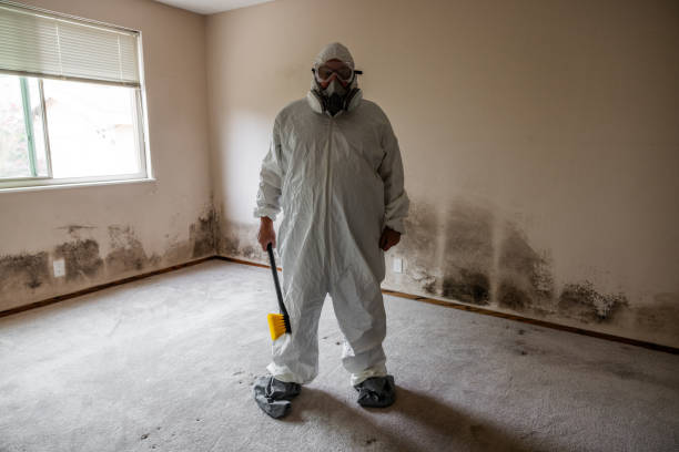 Best Affordable Mold Removal  in Bristol, TN